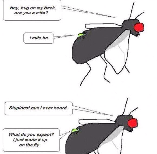 funny pics - funny fly jokes - Hey, bug on my back, are you a mite? I mite be. Stupidest pun I ever heard. What do you expect? I just made it up on the fly.