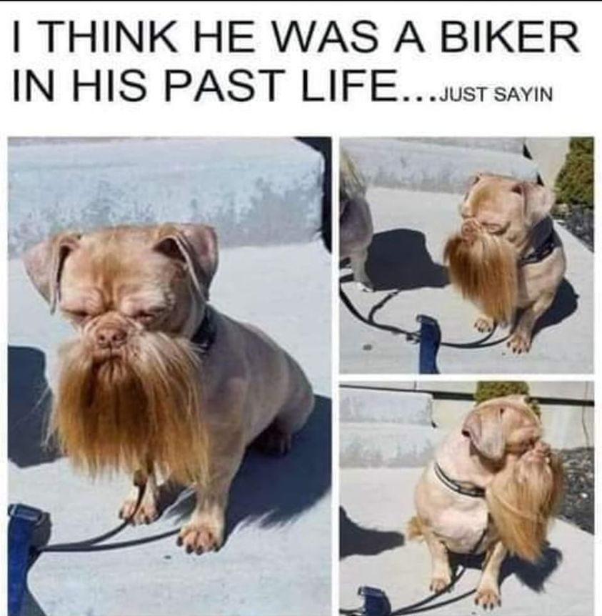 funny memes and pics - biker dog with beard - I Think He Was A Biker In His Past Life...Just Sayin