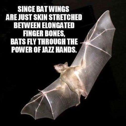 funny memes and pics - do bats use echolocation - Since Bat Wings Are Just Skin Stretched Between Elongated Finger Bones, Bats Fly Through The Power Of Jazz Hands.