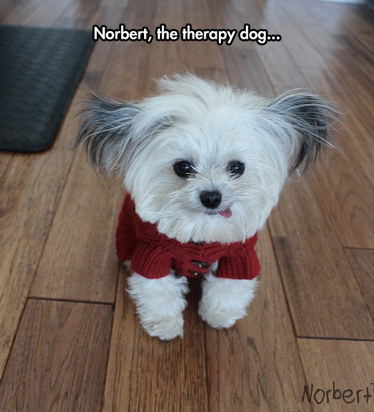 funny memes and pics - therapy dog funny - Norbert, the therapy dog... Norbert