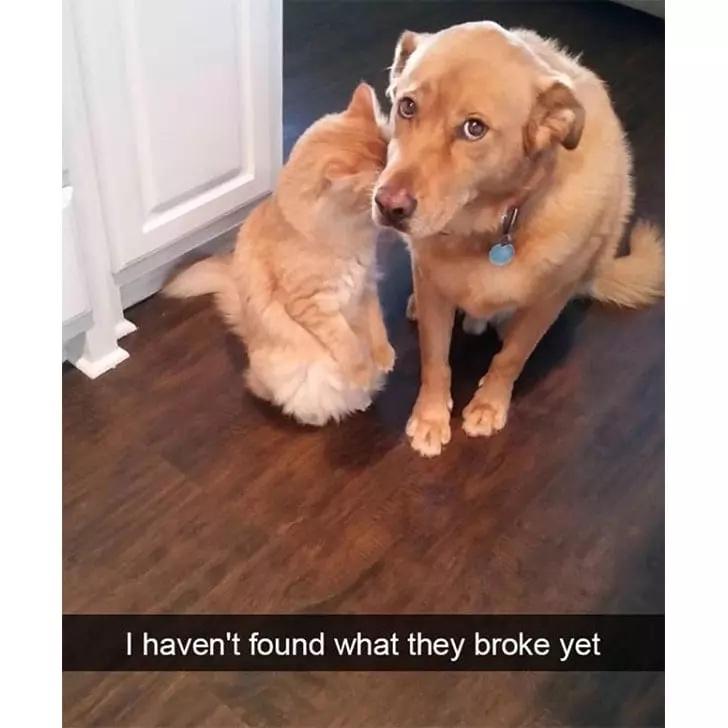 cool random pics - cool pics and memes tail wagging meme - I haven't found what they broke yet