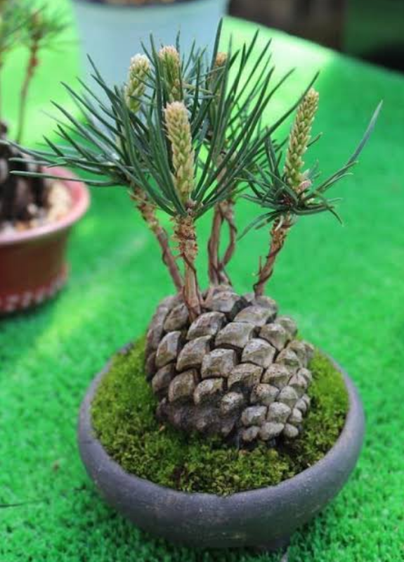 cool random pics - cool pics and memes pinecone planted