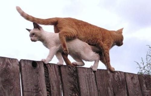 cool random pics - cool pics and memes fence cat funny