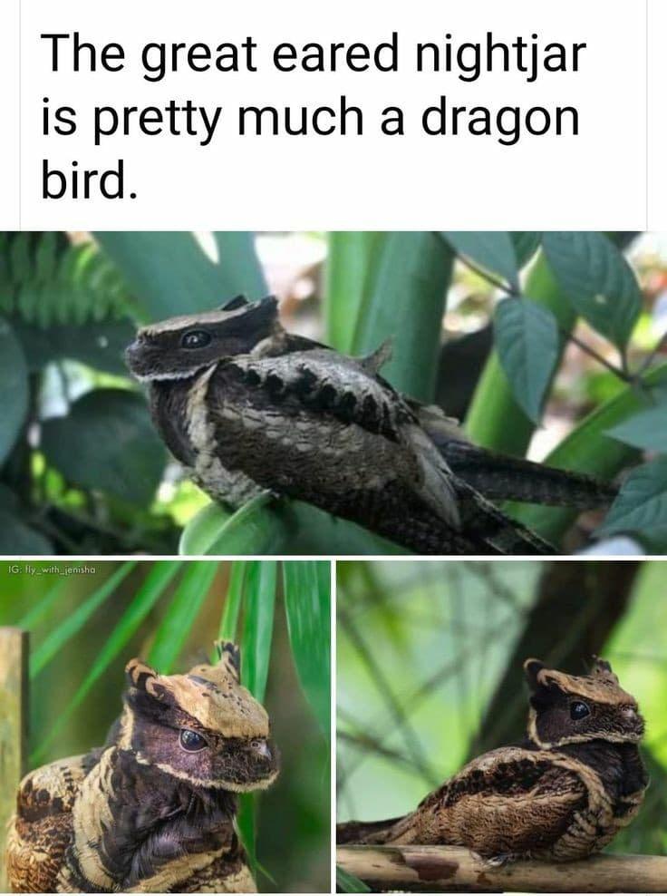 awesome pics and memes - The great eared nightjar is pretty much a dragon bird. Ig fly_with_jenisha