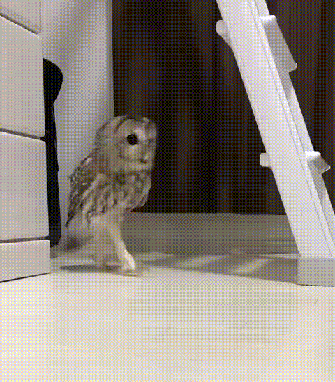 awesome pics and memes - funny owl gif