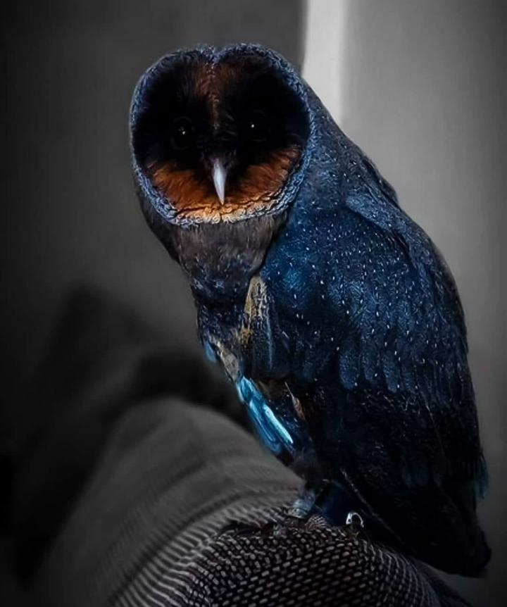 awesome pics and memes - black barn owl