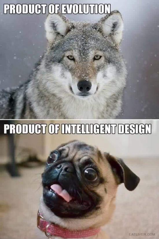 funny memes and pics - snowy wolf - Product Of Evolution Product Of Intelligent Design Eatliver.Com
