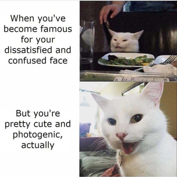 funny memes and pics - smudge cat - When you've become famous for your dissatisfied and confused face But you're pretty cute and photogenic, actually