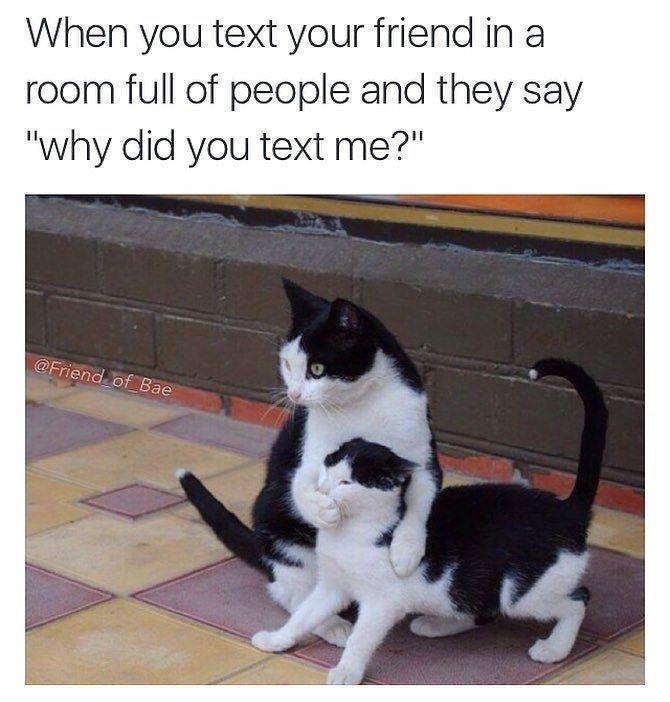 funny pics and memes - harry potter kittens - When you text your friend in a room full of people and they say "why did you text me?" of Bae