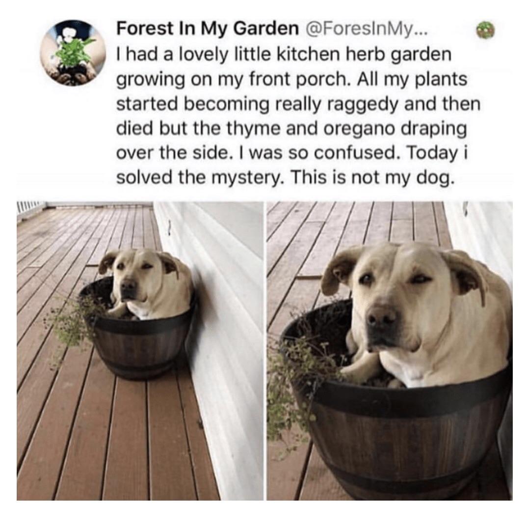 funny pics and randoms  - dog - Forest In My Garden ... I had a lovely little kitchen herb garden growing on my front porch. All my plants started becoming really raggedy and then died but the thyme and oregano draping over the side. I was so confused. To