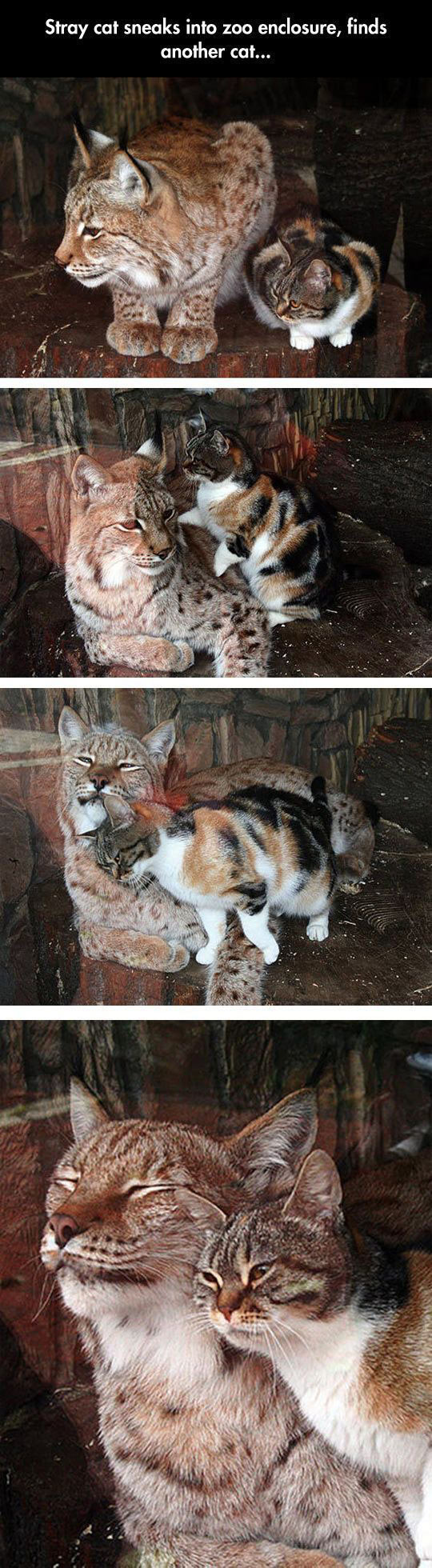funny pics and randoms  - lynx cat - Stray cat sneaks into zoo enclosure, finds another cat...