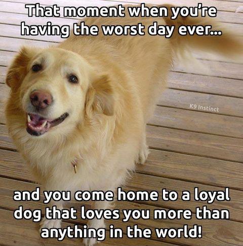 funny pics and randoms  - worst day ever meme - That moment when you're having the worst day ever... K9 Instinct and you come home to a loyal dog that loves you more than anything in the world!