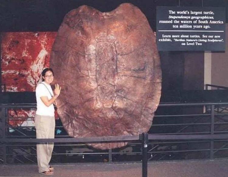 random pics -  stupendemys geographicus - The world's largest turtle. Stupendemys geographicus roamed the waters of South America ten million years ago, Learn more about turtles. See our new exhibit, "Turtles Nature's Living Sculpture, on Level Two