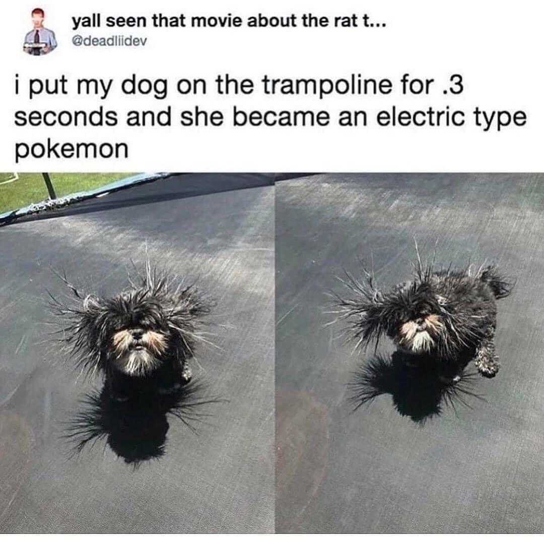random pics -  dog pokemon meme - yall seen that movie about the rat t... i put my dog on the trampoline for .3 seconds and she became an electric type pokemon