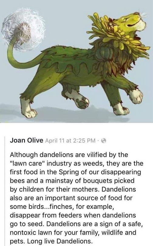 monday morning randomness - dandelion lion - Joan Olive April 11 at Although dandelions are vilified by the "lawn care" industry as weeds, they are the first food in the Spring of our disappearing bees and a mainstay of bouquets picked by children for the