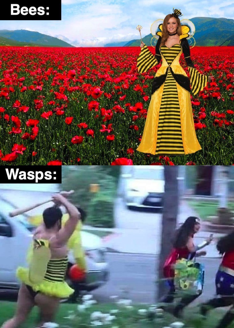monday morning randomness - bees vs wasps meme - Bees Wasps