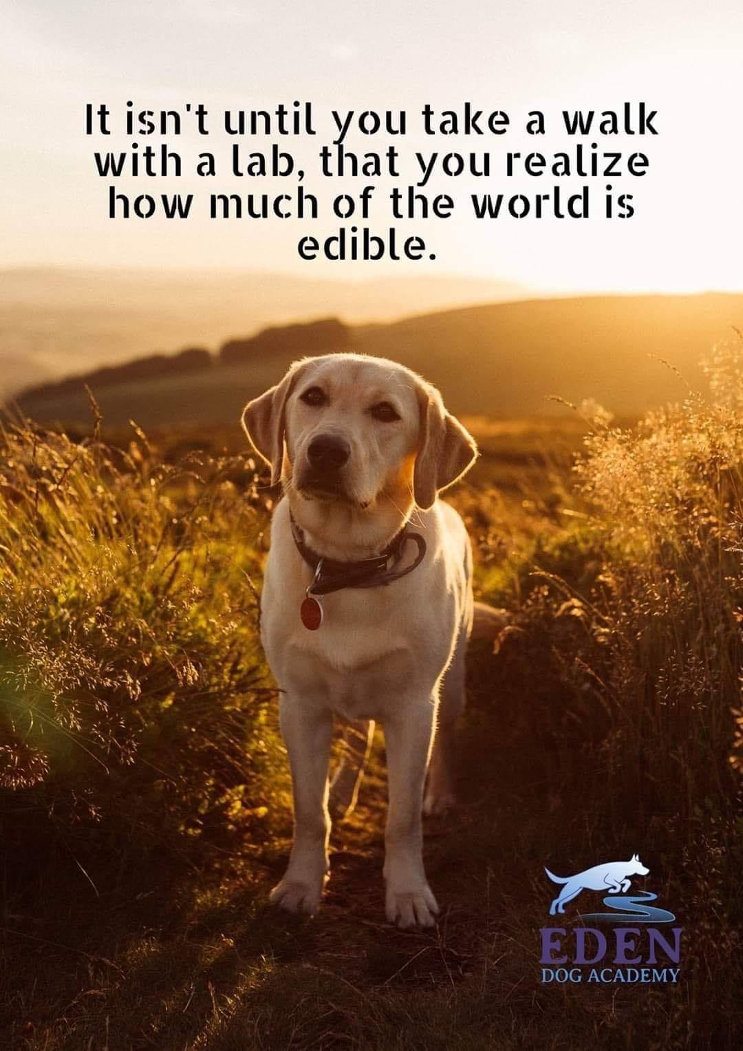 random photos and pics - labrador dog - It isn't until you take a walk with a lab, that you realize how much of the world is edible. Eden Dog Academy