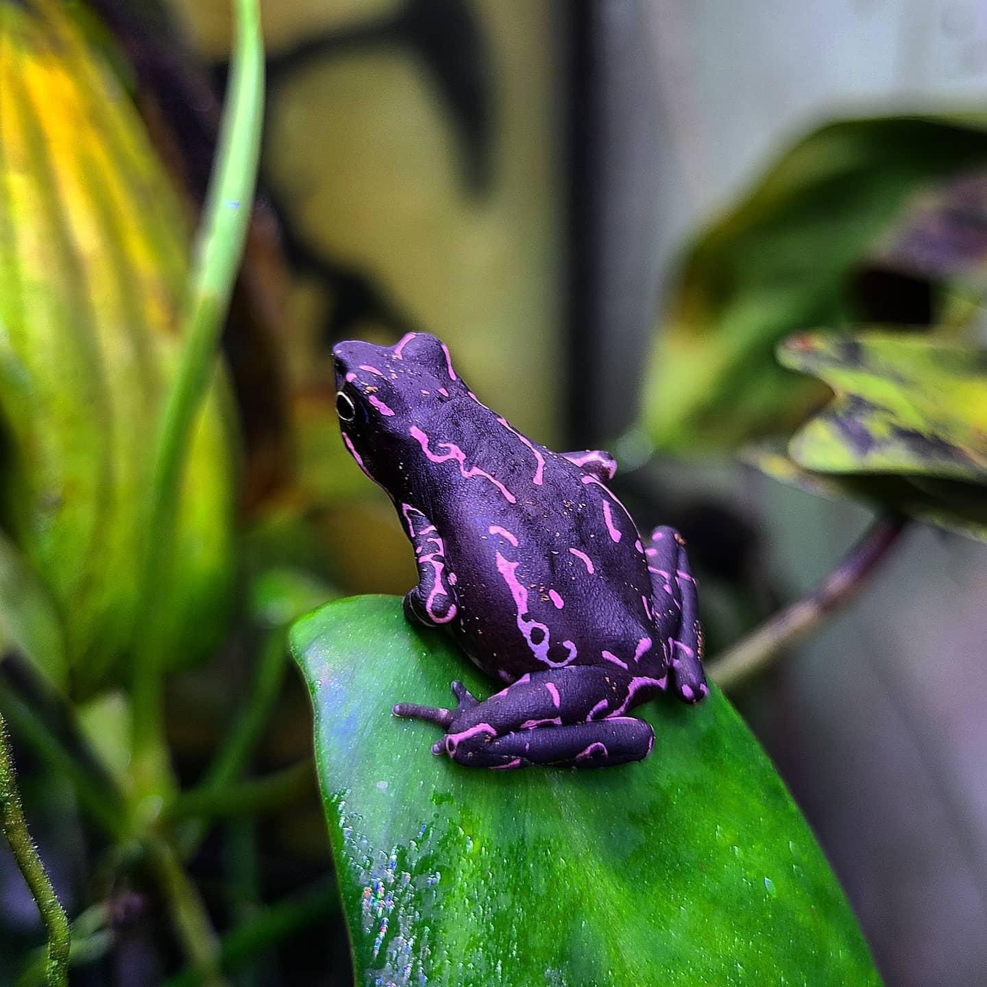 random photos and pics - purple harlequin toad