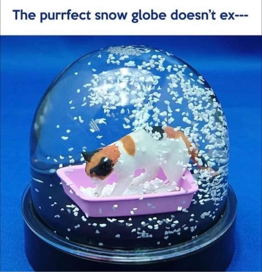 funny memes and random tweets - The purrfect snow globe doesn't ex