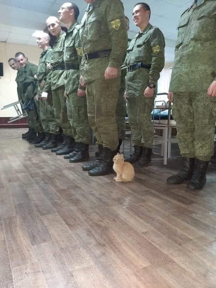 funny memes and pics - cat with soldiers