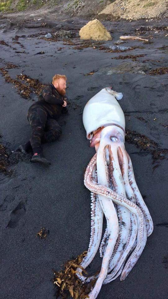 funny memes and pics - squid in new zealand