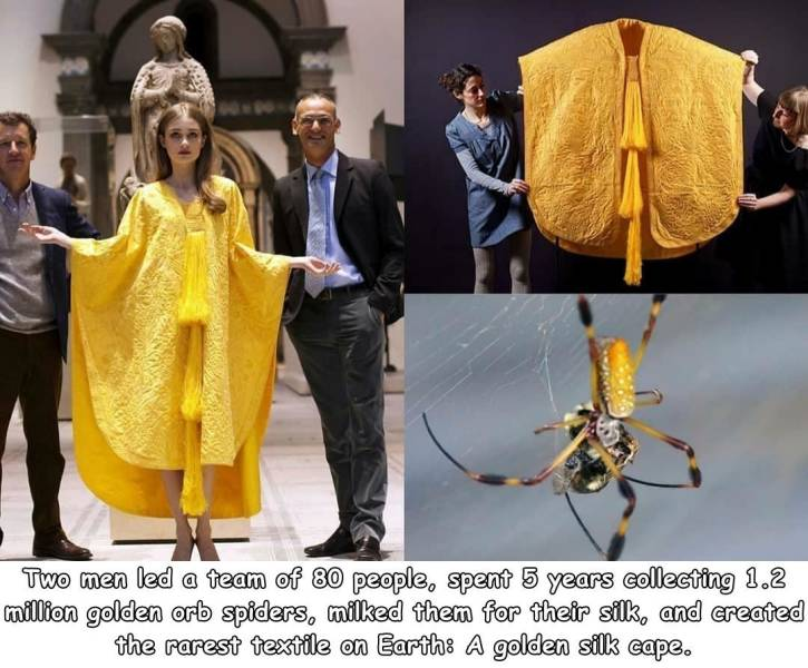 random pics - golden spider silk - Two men led a team of 80 people, spent 5 years collecting 1.2 million golden orb spiders, milked them for their silk, and created the rarest textile on Earth A golden silk cape.