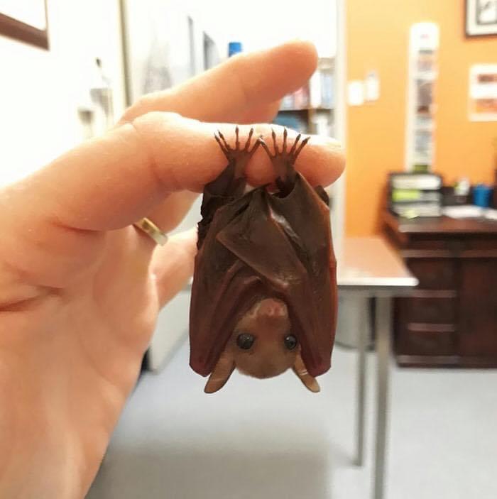funny random pics - bats hanging on fingers