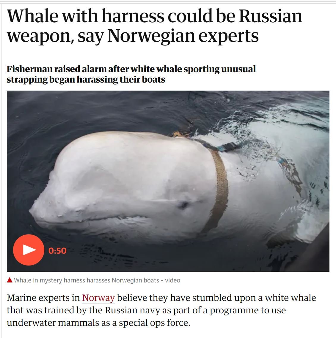 funny random pics - russian beluga whale - Whale with harness could be Russian weapon, say Norwegian experts Fisherman raised alarm after white whale sporting unusual strapping began harassing their boats Whale in mystery harness harasses Norwegian boats 