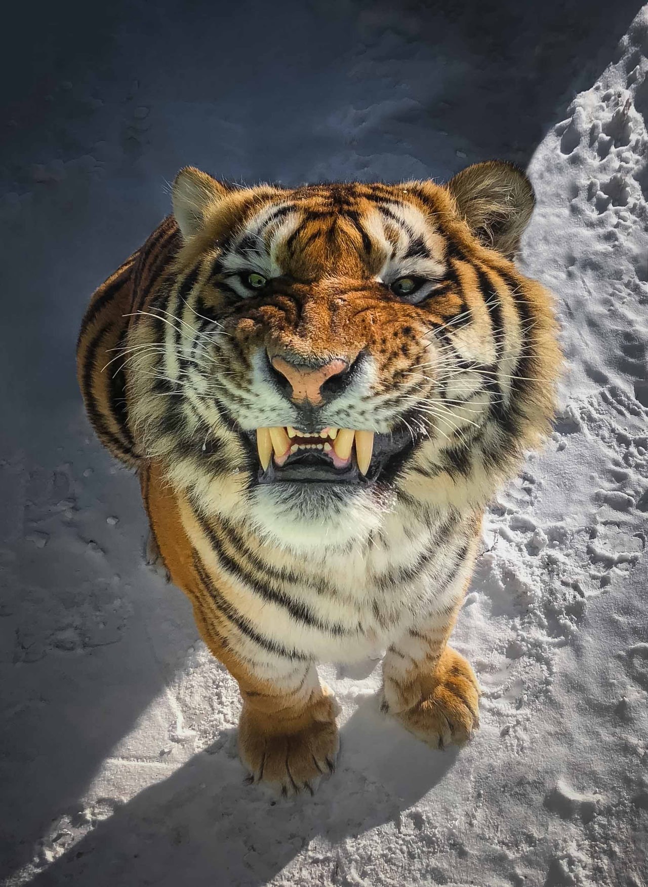 daily dose of randoms - tiger smiling