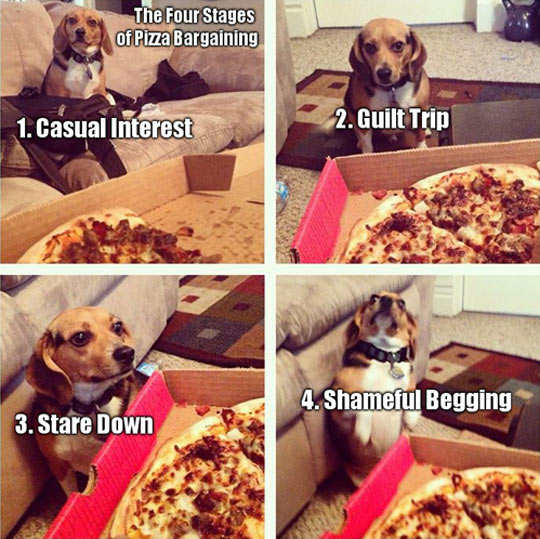 daily dose of randoms - 4 stages of pizza bargaining - The Four Stages of Pizza Bargaining 1. Casual Interest 3. Stare Down 2. Guilt Trip 4. Shameful Begging