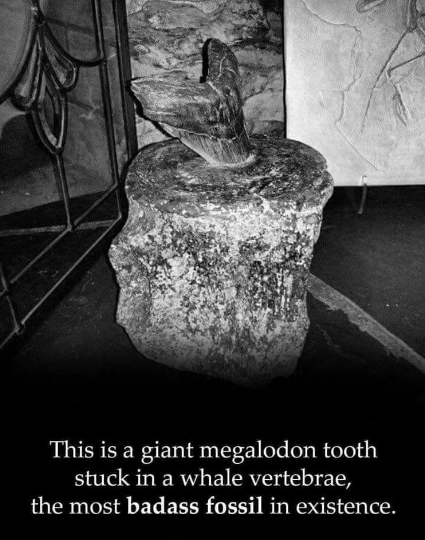 daily dose of randoms - megalodon tooth in whale vertebrae - This is a giant megalodon tooth stuck in a whale vertebrae, the most badass fossil in existence.
