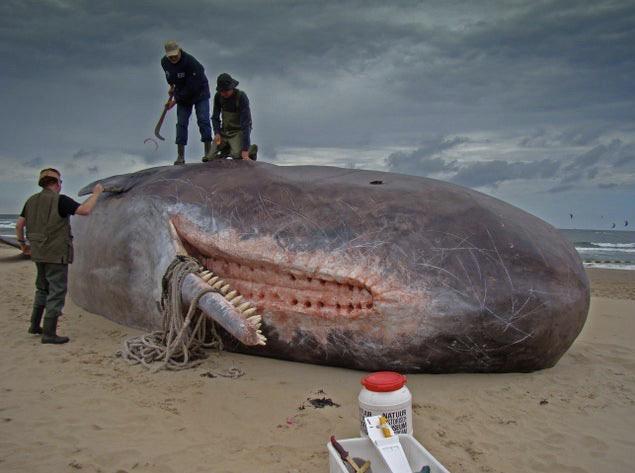 daily does of randoms - do sperm whales eat giant squid - Natuur Nder Wien way