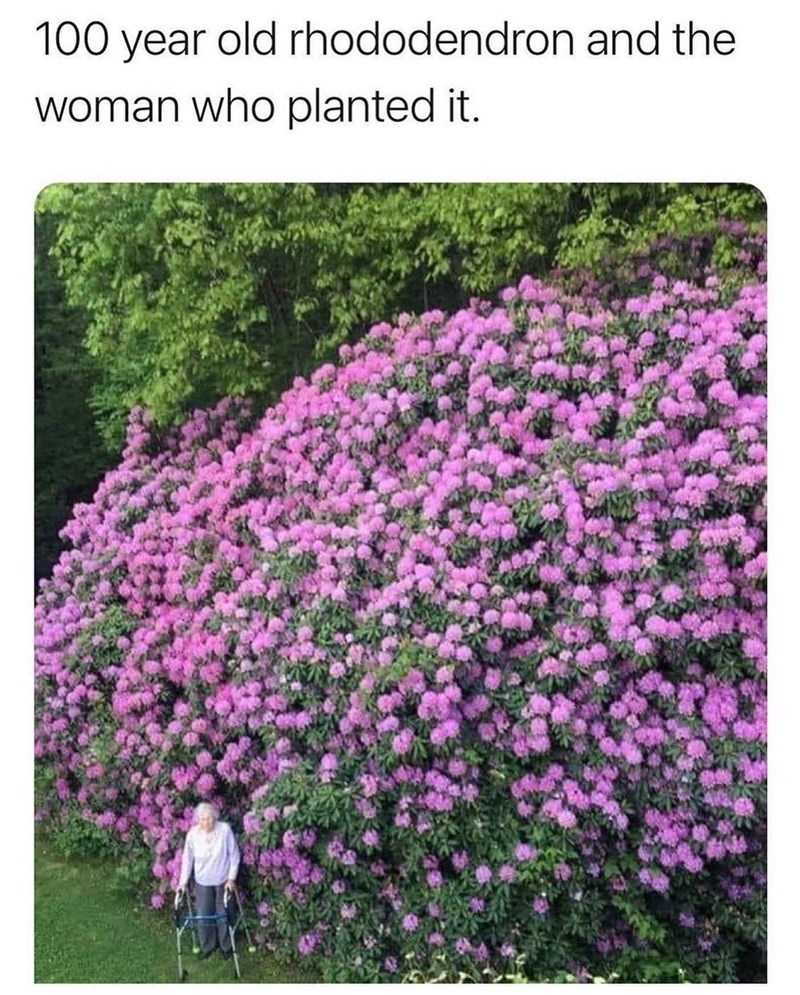 daily dose of randoms - 100 year old rhododendron and the woman - rhododendron and the 100 year old woman who planted it.