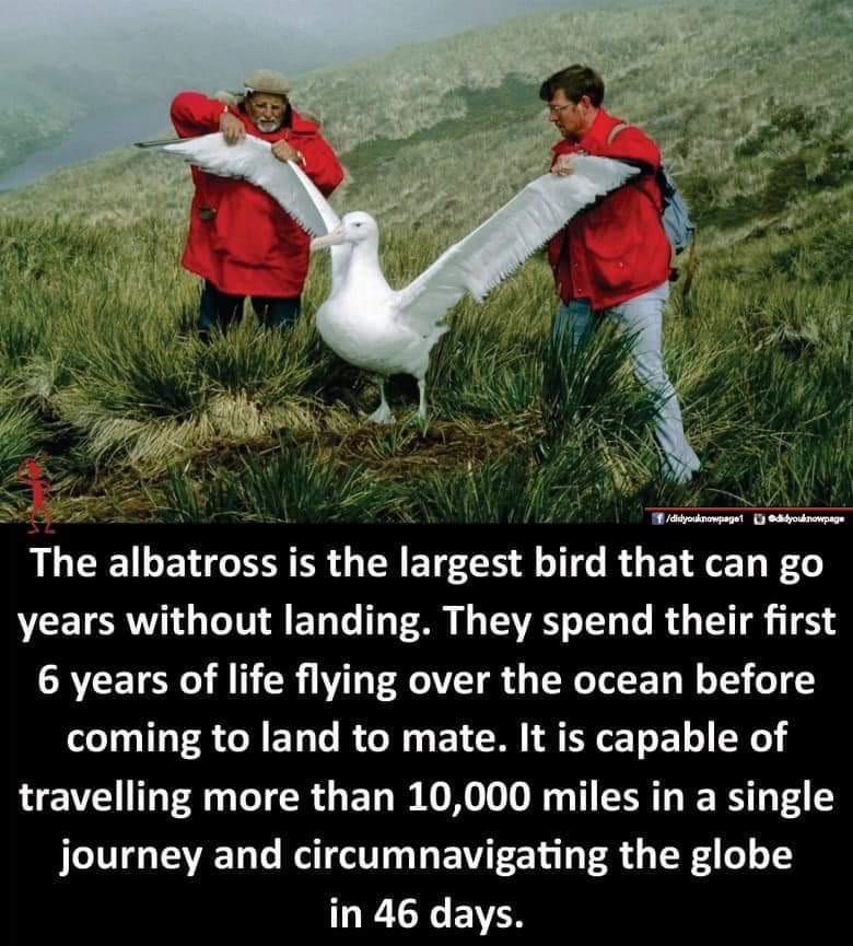 daily dose of randoms - albatross size - didyouknowpaget didyouknowpage The albatross is the largest bird that can go years without landing. They spend their first 6 years of life flying over the ocean before coming to land to mate. It is capable of trave