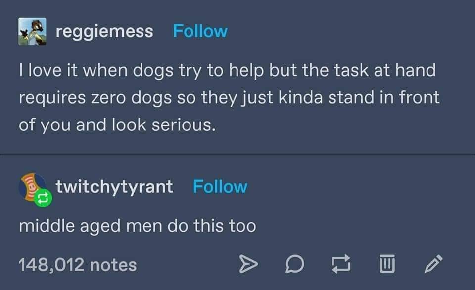 awesome random pics - screenshot - reggiemess I love it when dogs try to help but the task at hand requires zero dogs so they just kinda stand in front of you and look serious. twitchytyrant middle aged men do this too 148,012 notes A Ei