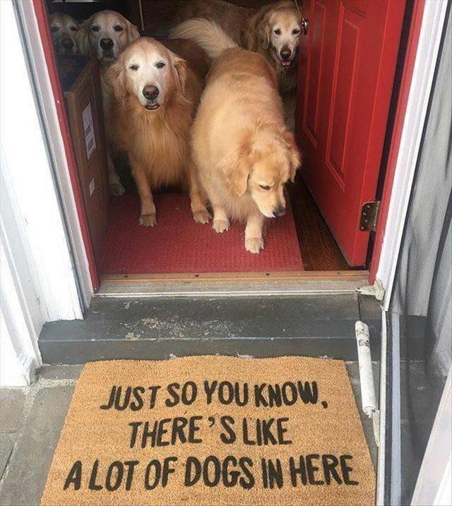 awesome random pics - golden retrievers memes - Just So You Know, There'S A Lot Of Dogs In Here