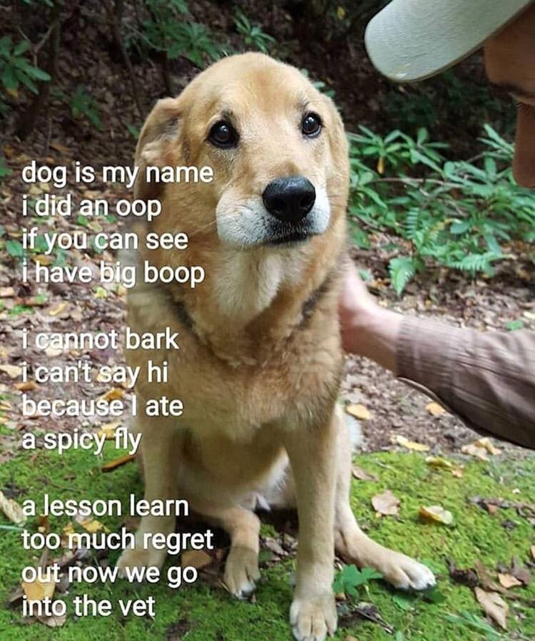 daily dose of randoms - spicy fly dog meme - dog is my name i did an oop if you can see i have big boop i cannot bark i can't say hi because I ate a spicy fly a lesson learn too much regret out now we go into the vet