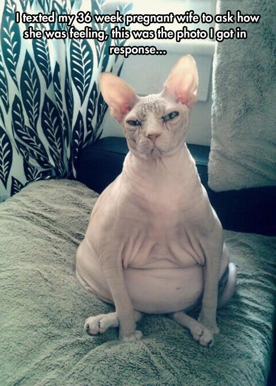 daily dose of randoms - pregnant cat funny - I texted my 36 week pregnant wife to ask how she was feeling, this was the photo I got in response...