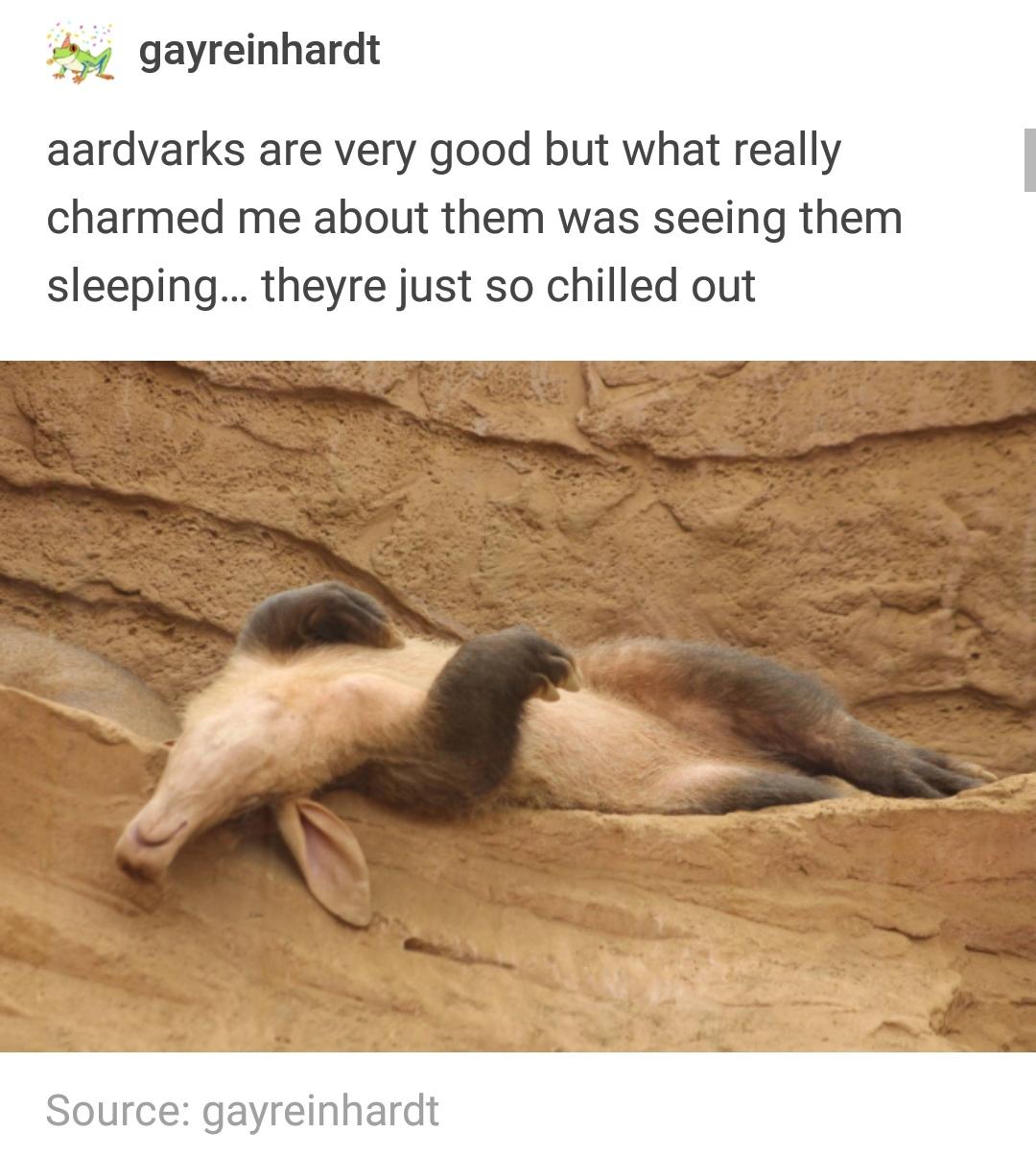 daily dose of randoms - aardvark sleeping - gayreinhardt aardvarks are very good but what really charmed me about them was seeing them sleeping... theyre just so chilled out Source gayreinhardt