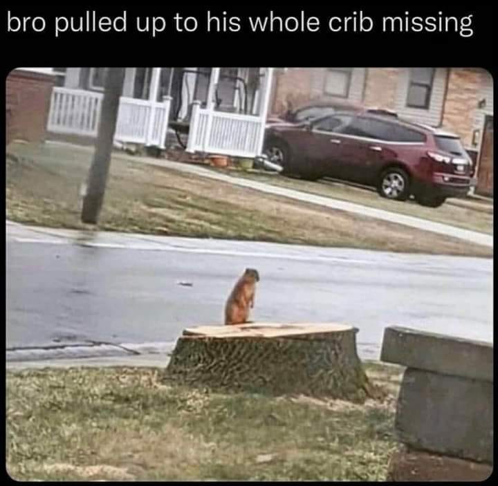 daily dose of randoms - bro pulled up to his whole crib missing - bro pulled up to his whole crib missing