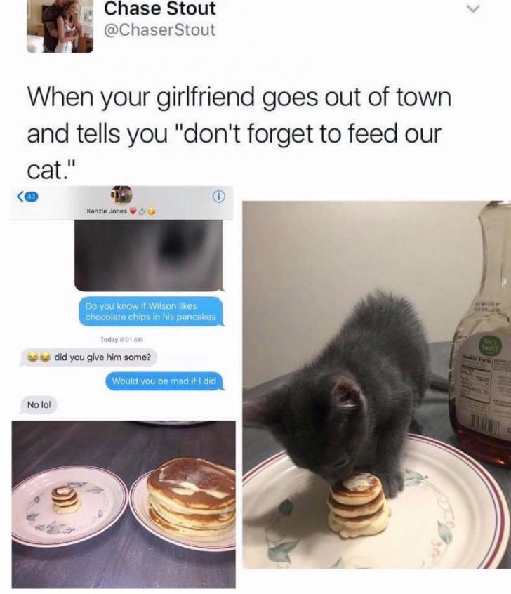 funny memes and pics - feed by your girlfriend - Chase Stout When your girlfriend goes out of town and tells you "don't forget to feed our cat." No lol Kenzie Jones Do you know it Wilson chocolate chips in his pancakes Today 01 Am did you give him some? W