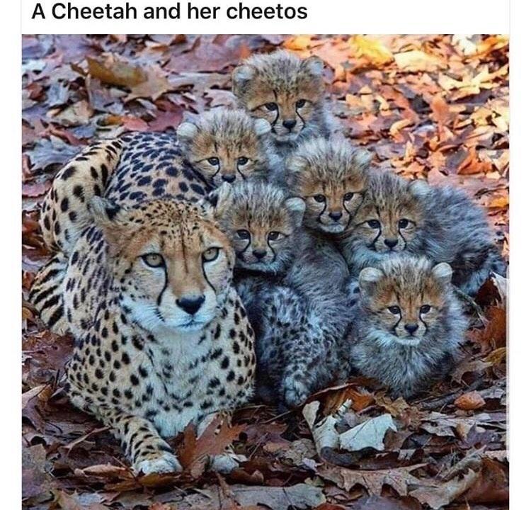 funny memes and pics - cheetah and her cheetos - A Cheetah and her cheetos