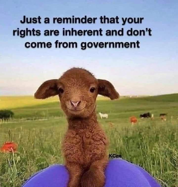 funny memes and pics - cute goat instagram - Just a reminder that your rights are inherent and don't come from government KCee