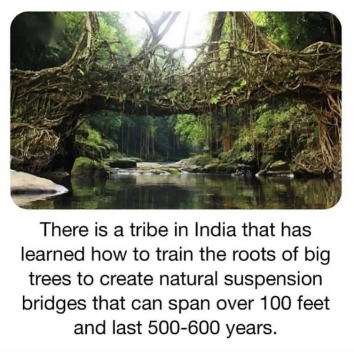 funny pics and randoms - living root bridges hd - There is a tribe in India that has learned how to train the roots of big trees to create natural suspension bridges that can span over 100 feet and last 500600 years.