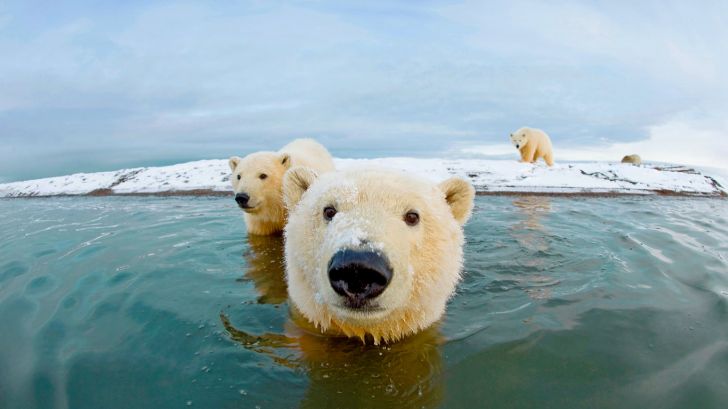 monday morning randomness - bing polar bear