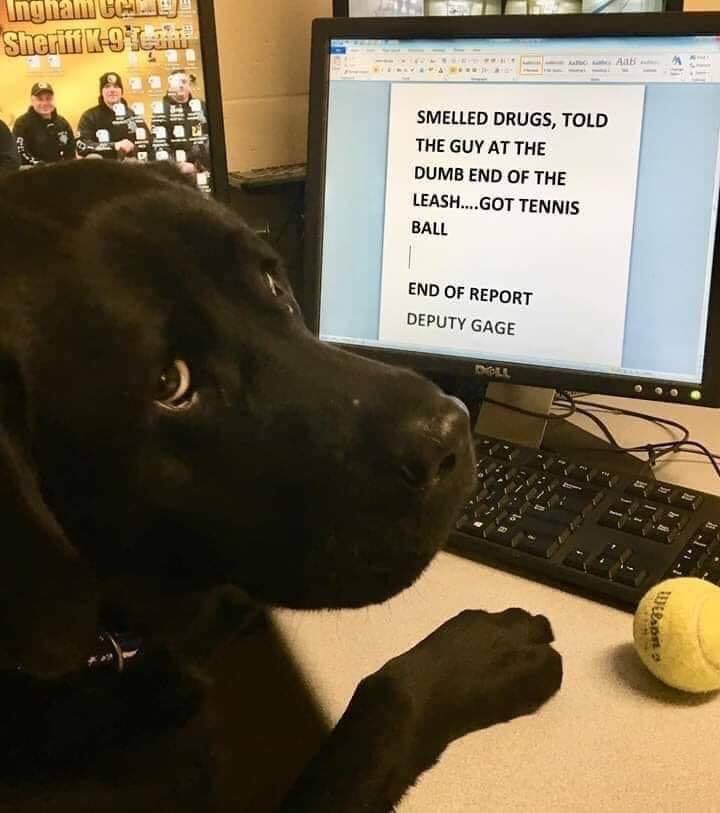 monday morning randomness - police dog report funny - Ingham Ca Sheriff K97f Smelled Drugs, Told The Guy At The Dumb End Of The Leash....Got Tennis Ball End Of Report Deputy Gage Doll Aab 11 J. Pa