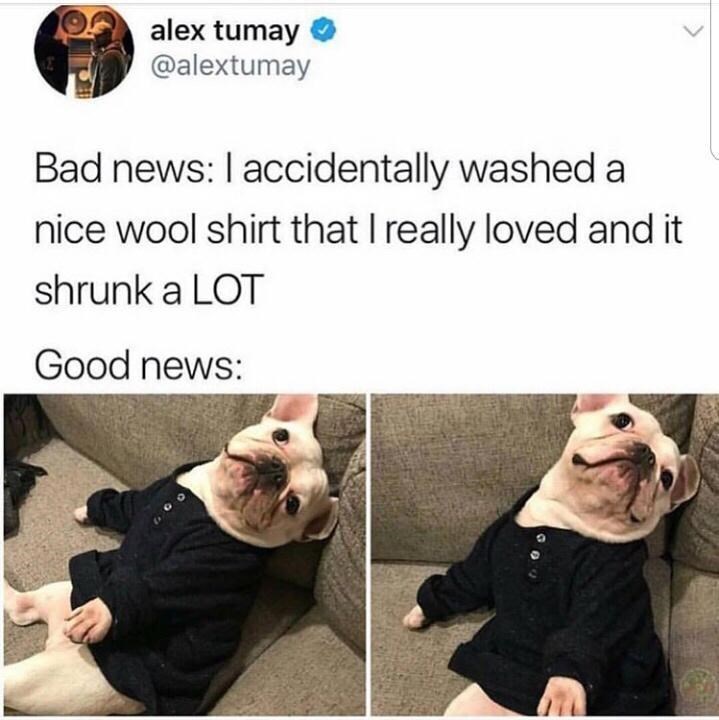 monday morning randomness - dog in shirt meme - alex tumay Bad news I accidentally washed a nice wool shirt that I really loved and it shrunk a Lot Good news