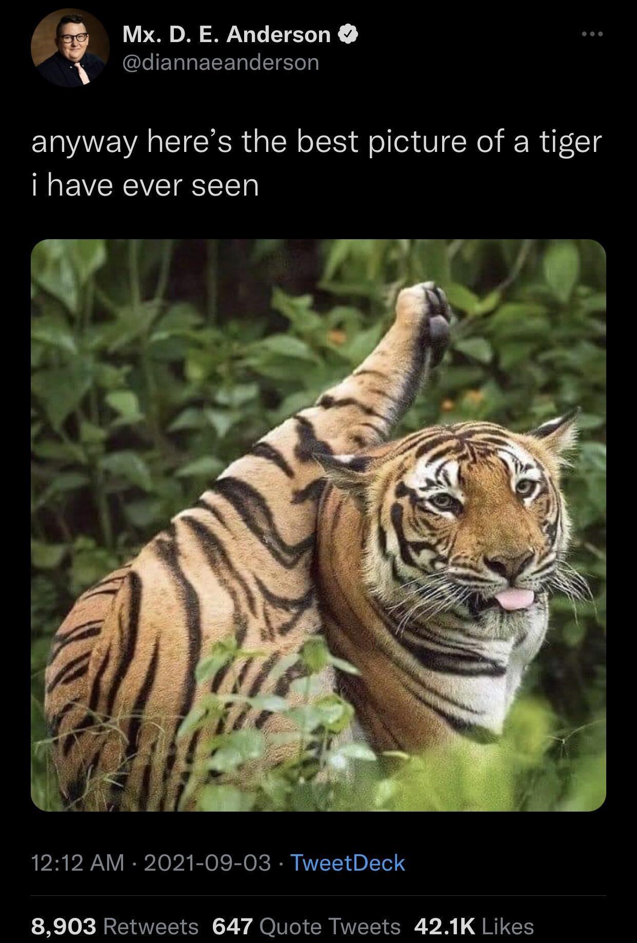 monday morning randomness - tiger blep - Mx. D. E. Anderson anyway here's the best picture of a tiger i have ever seen TweetDeck 8,903 647 Quote Tweets
