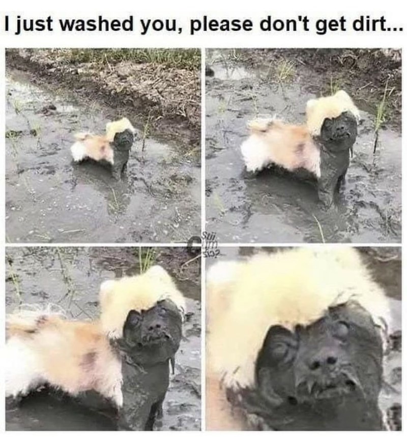 monday morning randomness - dog what have i become - I just washed you, please don't get dirt... Stii S132