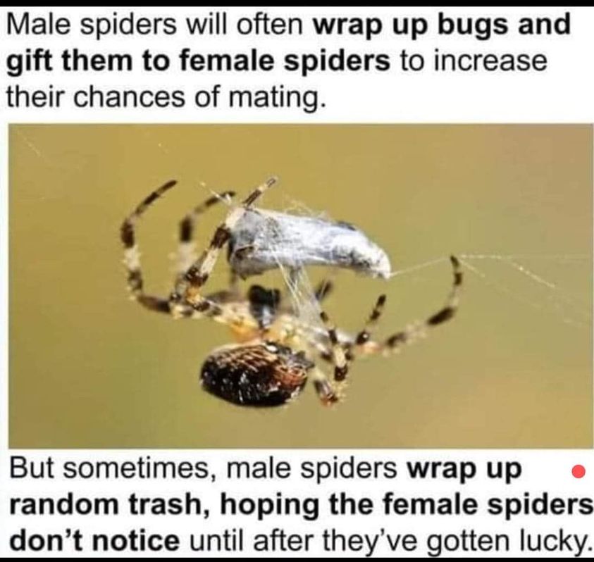 daily dose of randoms -  male spiders wrap up trash - Male spiders will often wrap up bugs and gift them to female spiders to increase their chances of mating. But sometimes, male spiders wrap up random trash, hoping the female spiders don't notice until 